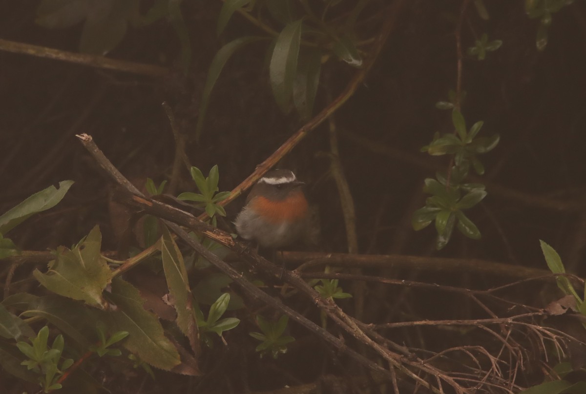 Rufous-breasted Chat-Tyrant - ML632069078