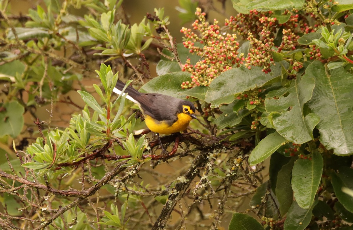 Spectacled Redstart - ML632069087