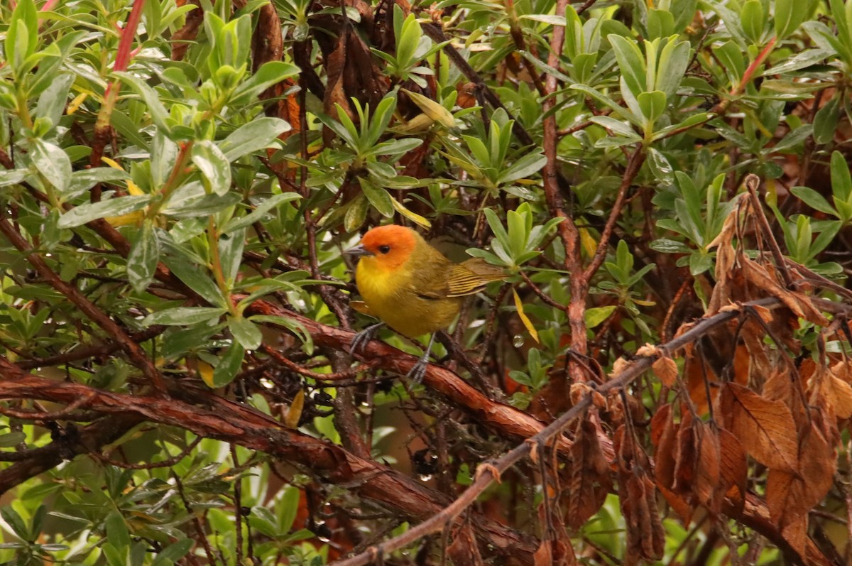 Rust-and-yellow Tanager - ML632069108