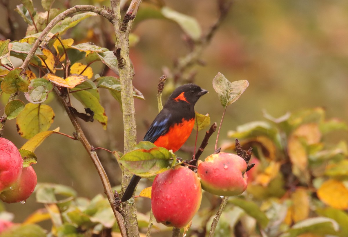 Scarlet-bellied Mountain Tanager - ML632069114