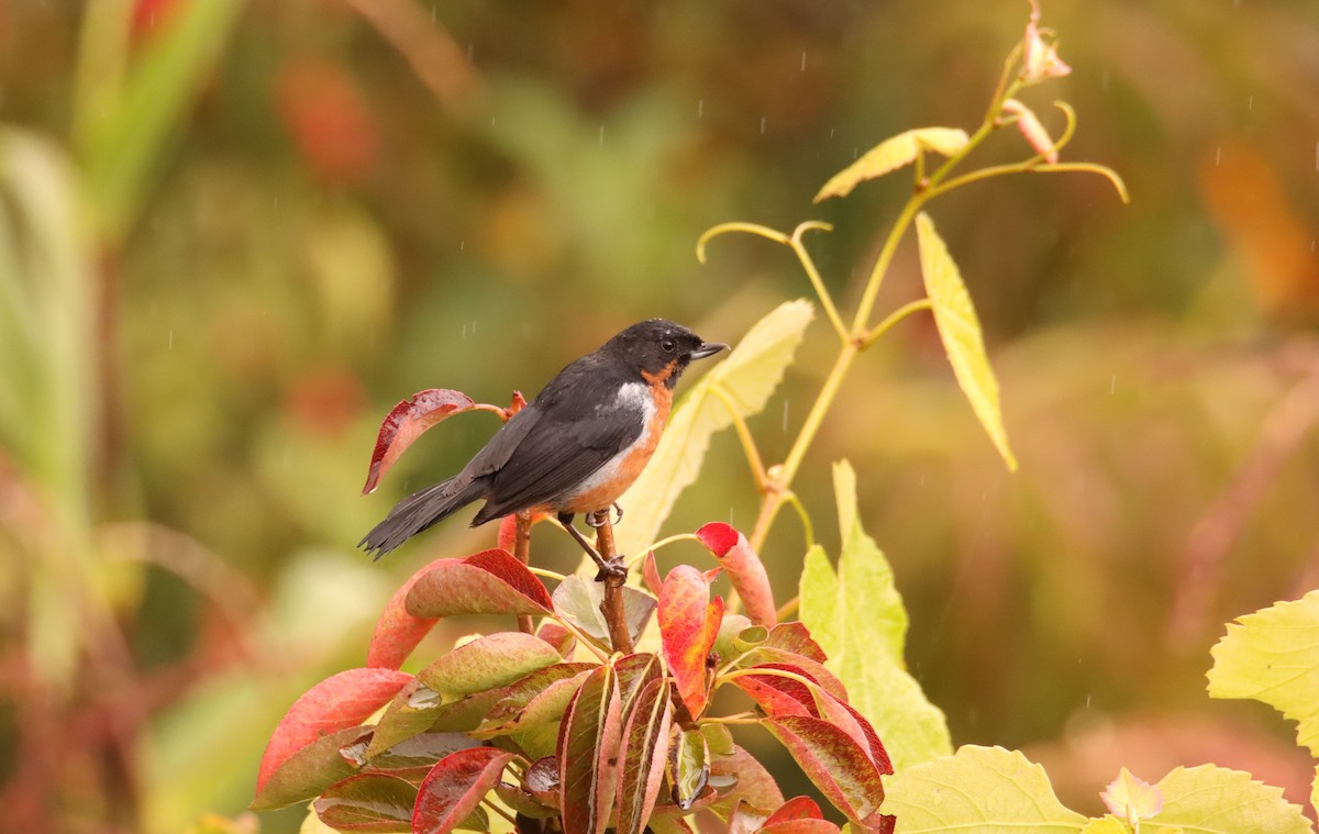 Black-throated Flowerpiercer - ML632069117