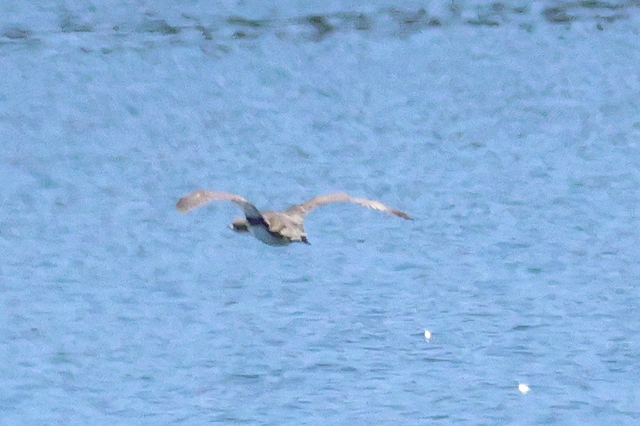 Pacific Loon - ML632069124
