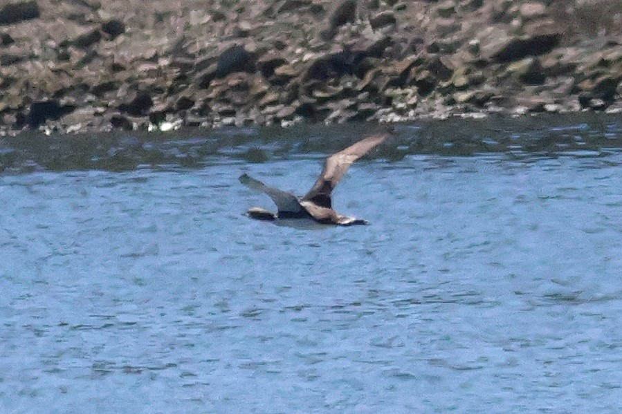Pacific Loon - ML632069125