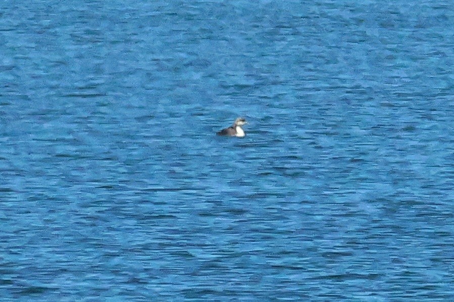 Pacific Loon - ML632069126