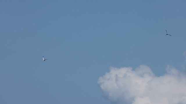 White-tailed Tropicbird - ML632069131