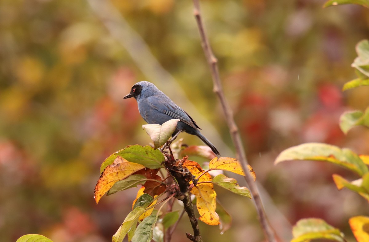 Masked Flowerpiercer - ML632069133