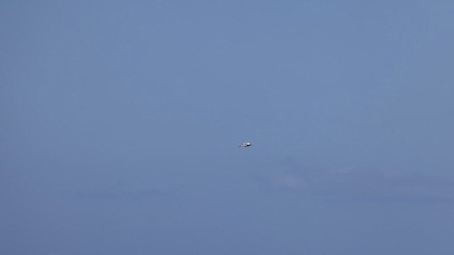 White-tailed Tropicbird - ML632069135