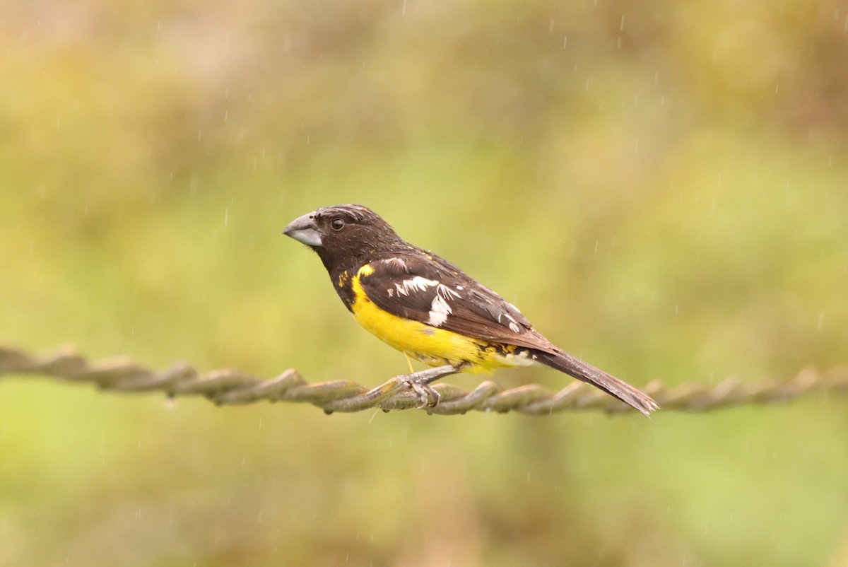 Black-backed Grosbeak - ML632069142