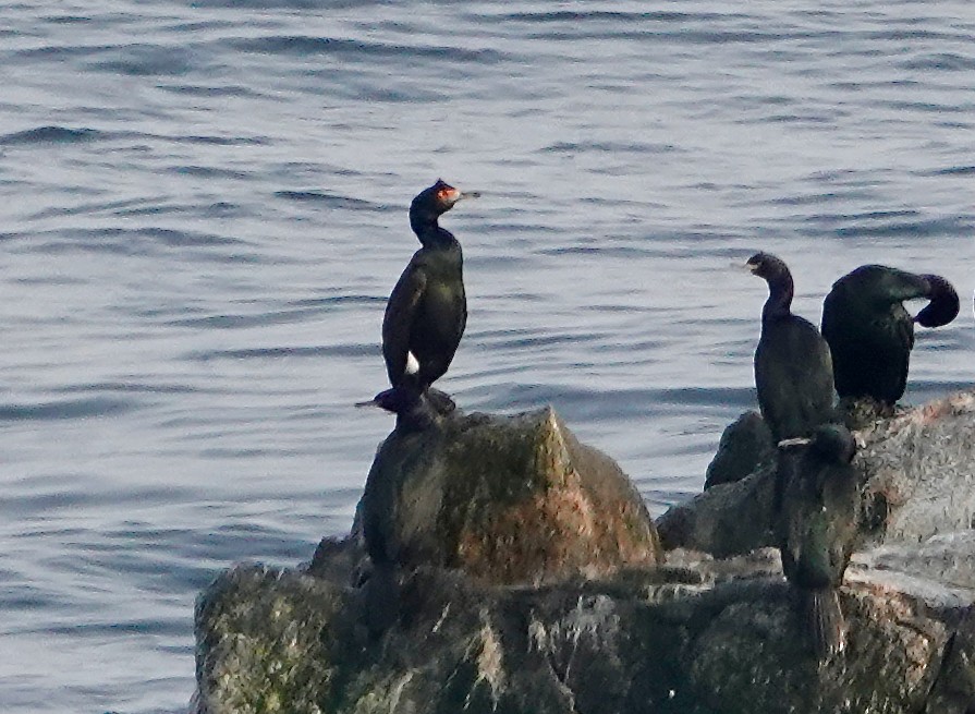 Red-faced Cormorant - ML632069151