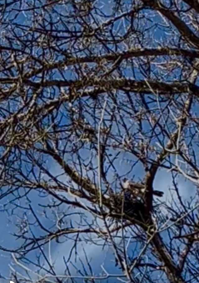 Cooper's Hawk - ML632069255