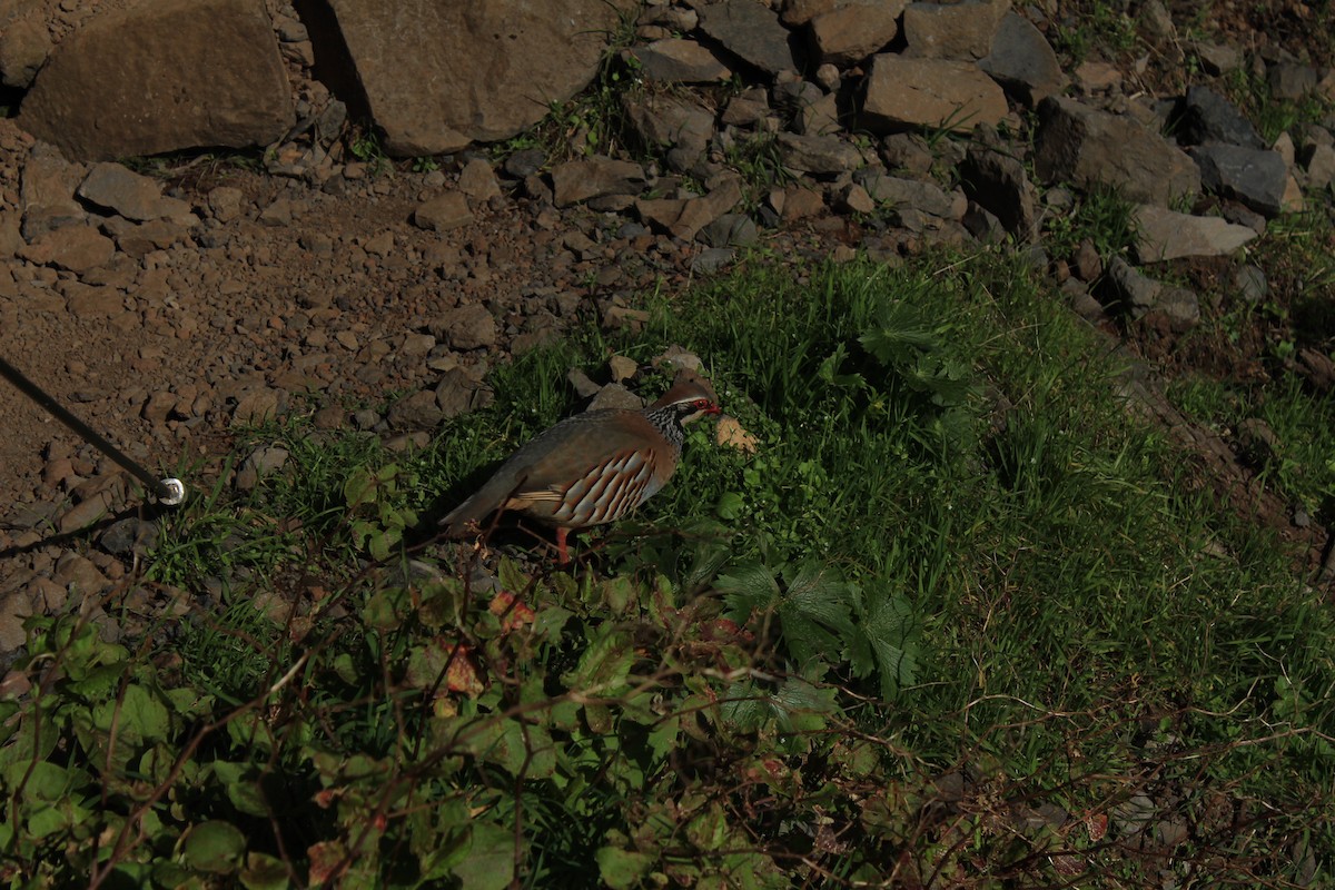 Red-legged Partridge - ML632069337