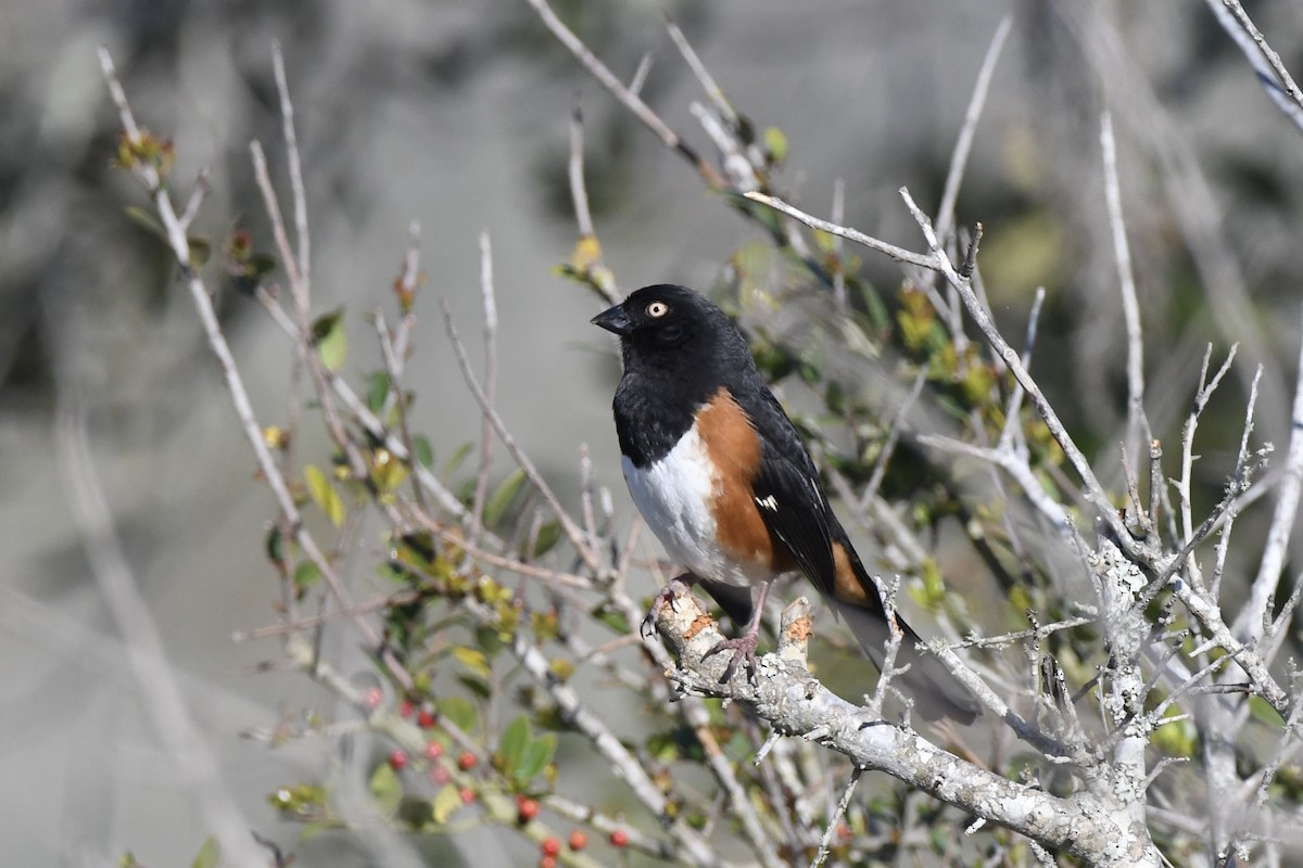 Eastern Towhee (White-eyed) - ML632069341