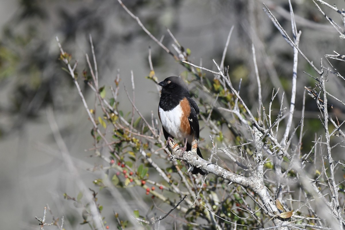 Eastern Towhee (White-eyed) - ML632069342