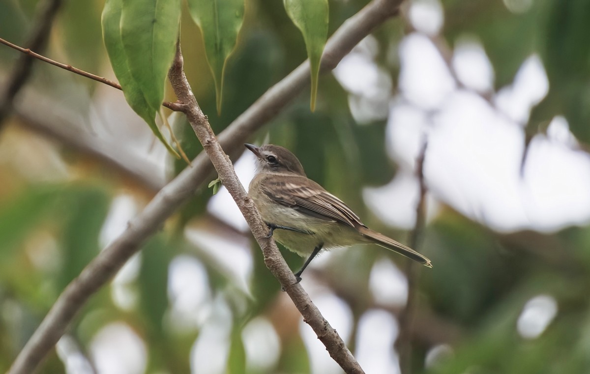 Mouse-colored Tyrannulet (Southern) - ML632069601