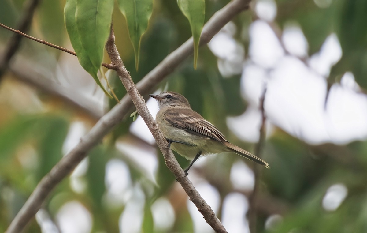 Mouse-colored Tyrannulet (Southern) - ML632069602