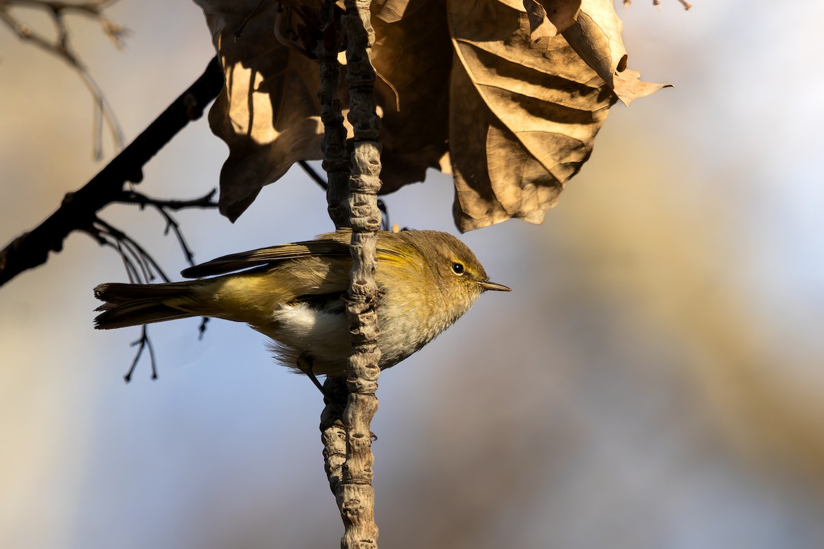 Common Chiffchaff - ML632069617