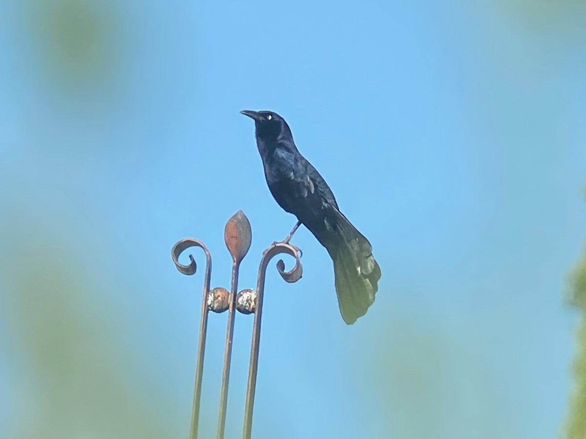 Great-tailed Grackle - ML632069622