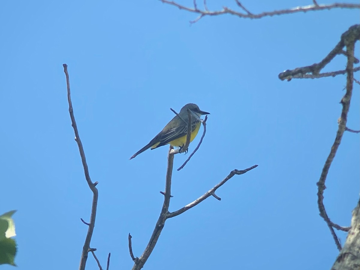 Tropical Kingbird - ML632069633