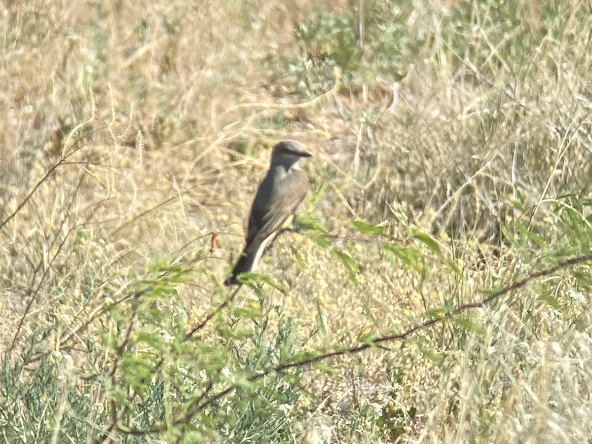 Western Kingbird - ML632069637