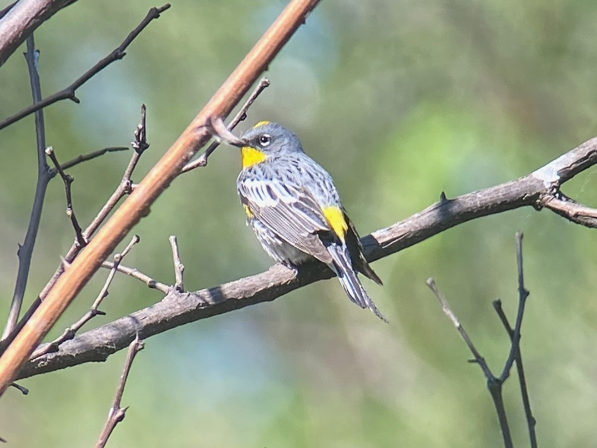 Yellow-rumped Warbler - ML632069656