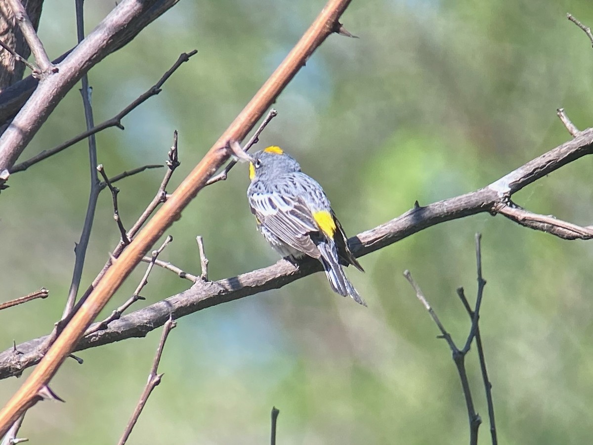 Yellow-rumped Warbler - ML632069657