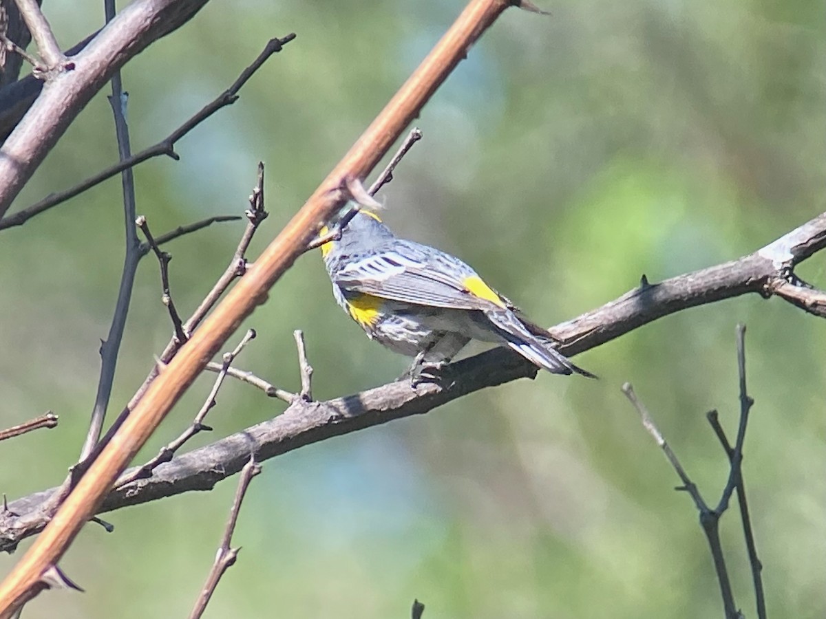 Yellow-rumped Warbler - ML632069658