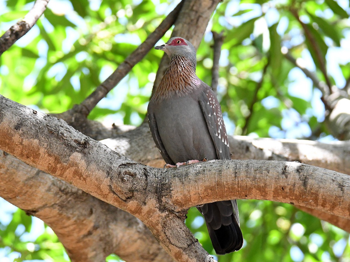 Speckled Pigeon - ML632069690