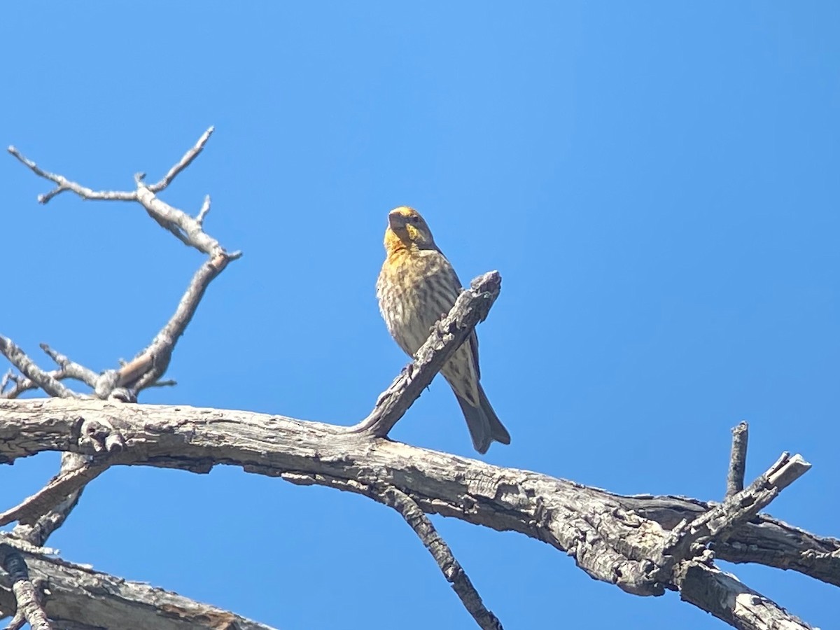 House Finch - ML632069695