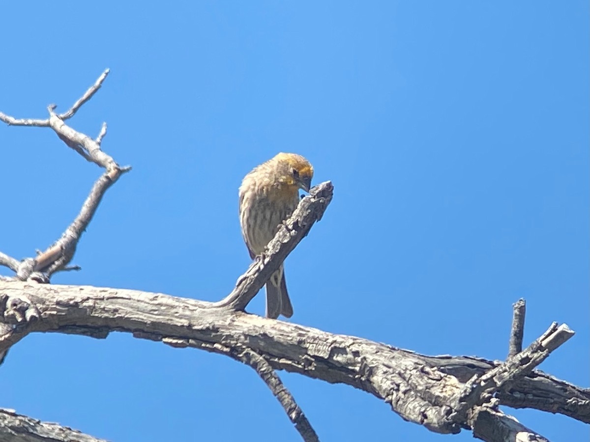 House Finch - ML632069696