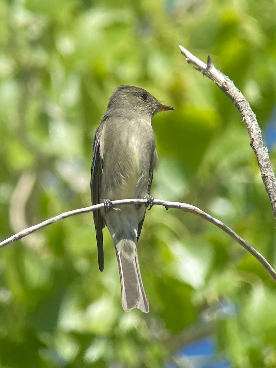 Western Wood-Pewee - ML632069709