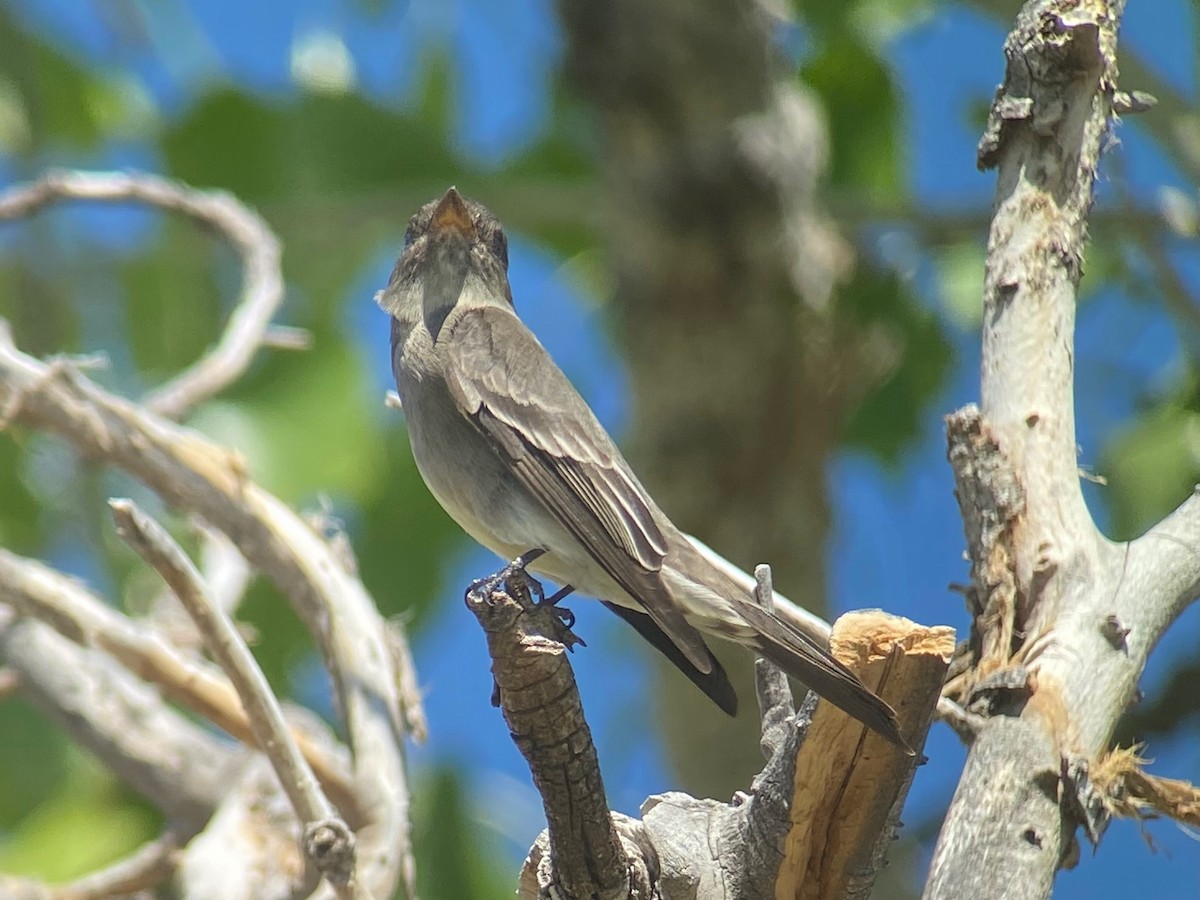 Western Wood-Pewee - ML632069710