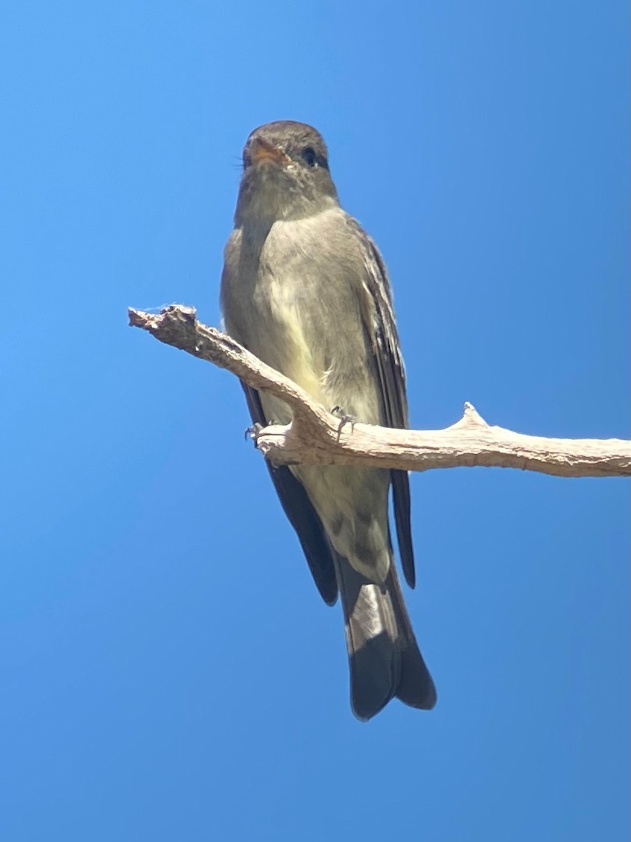 Western Wood-Pewee - ML632069711