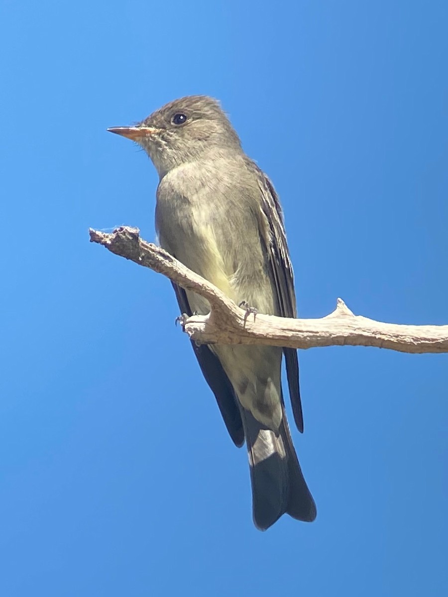 Western Wood-Pewee - ML632069712