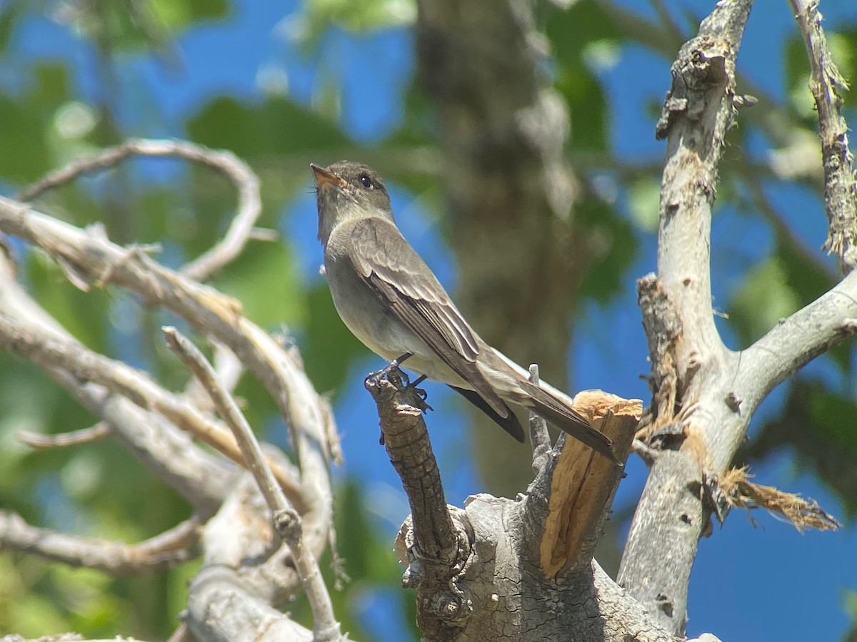 Western Wood-Pewee - ML632069713