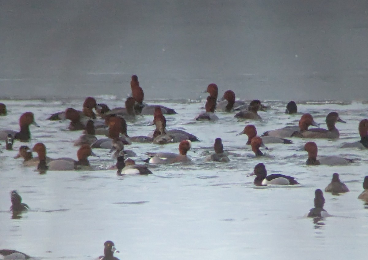 Eurasian Wigeon - ML632069749