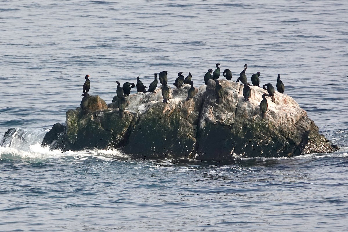 Pelagic Cormorant - ML632069911