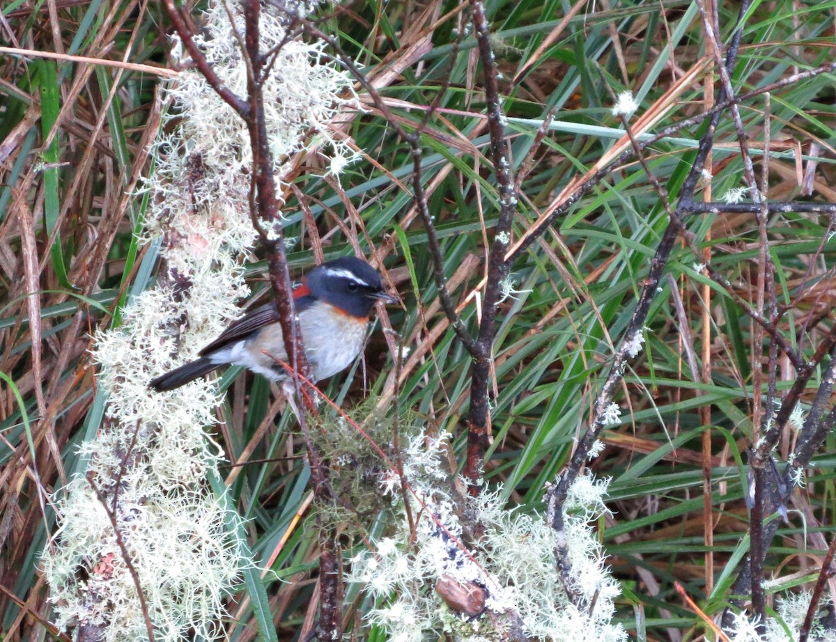 Collared Bush-Robin - ML63207001