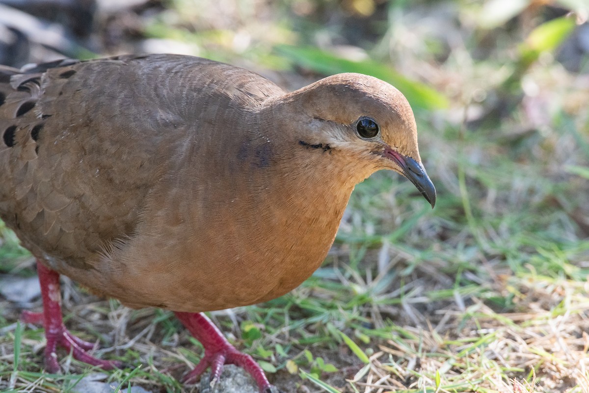 Zenaida Dove - ML632070128