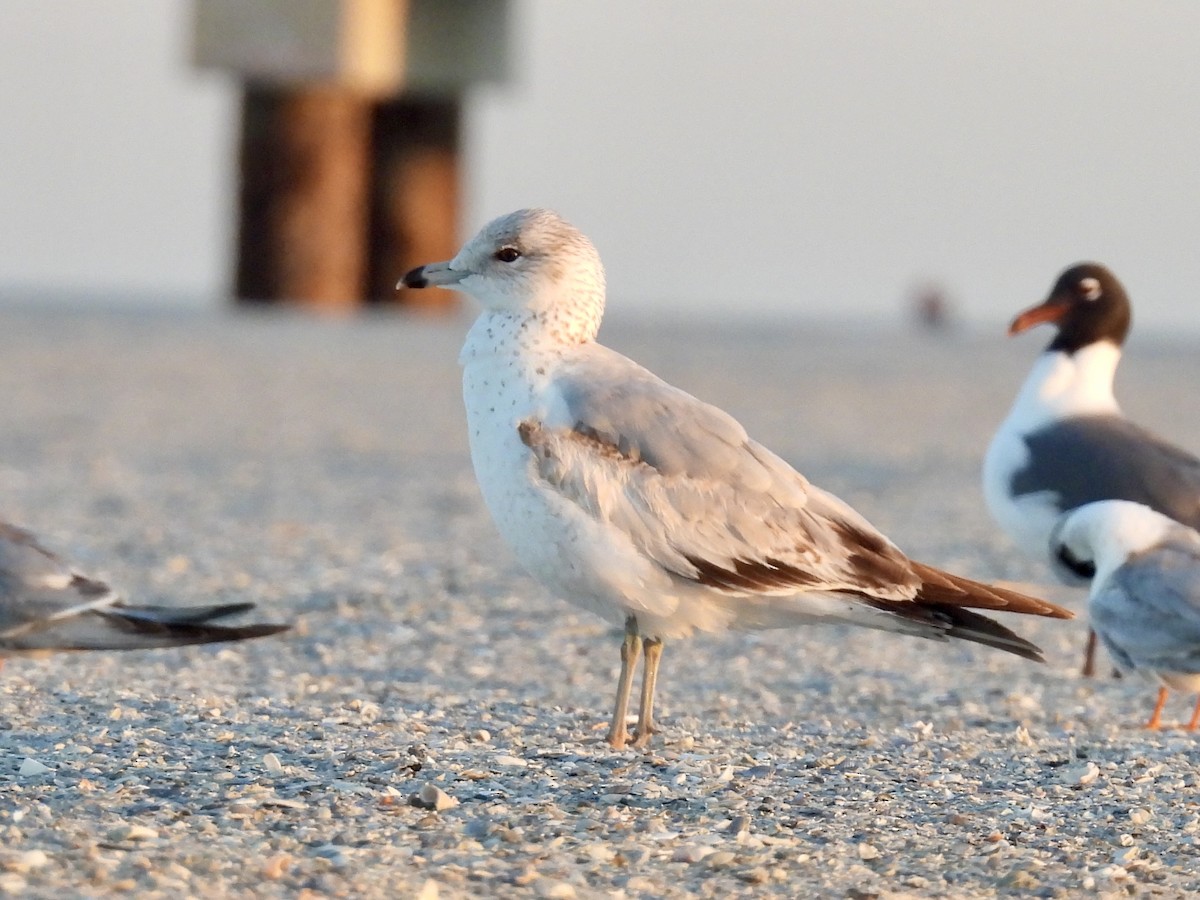 Ring-billed Gull - ML632070228