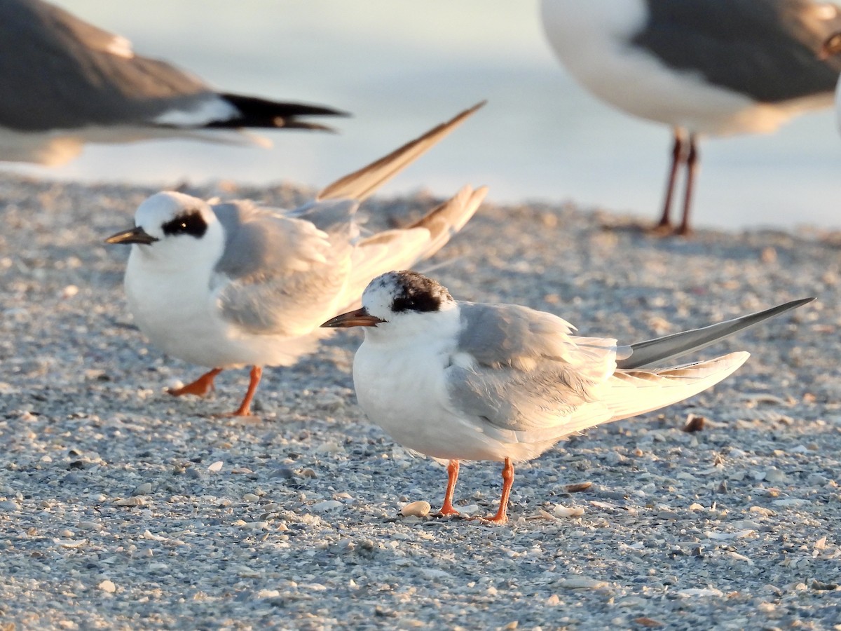 Forster's Tern - ML632070275