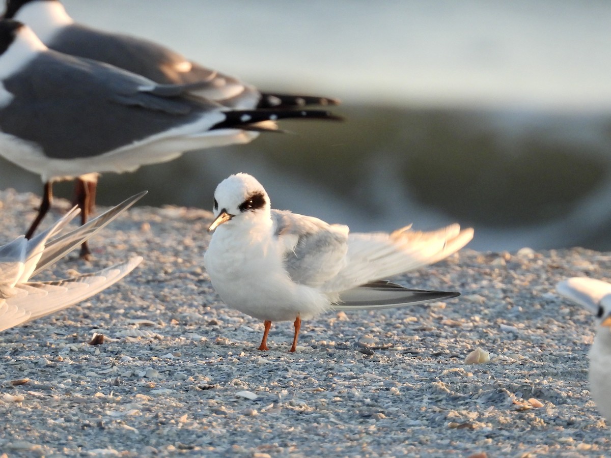 Forster's Tern - ML632070282