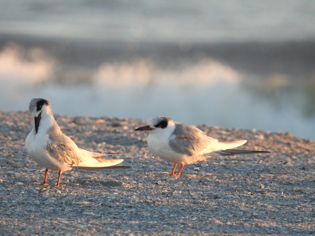 Forster's Tern - ML632070287