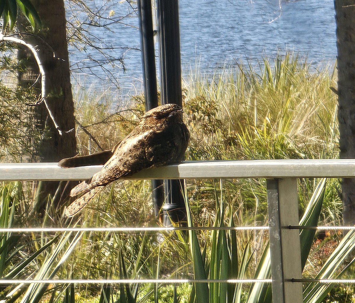 Chuck-will's-widow - ML632070342