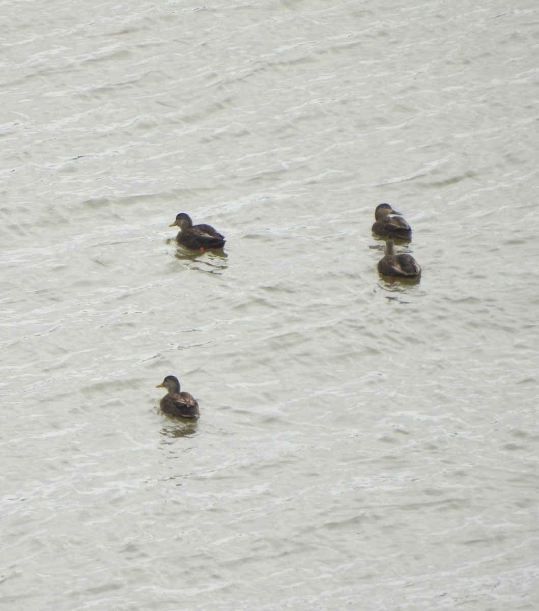American Black Duck - ML632070344