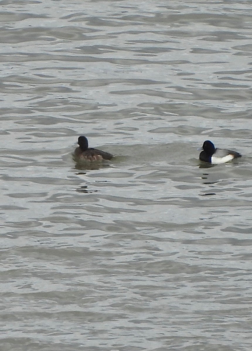 Greater/Lesser Scaup - ML632070367