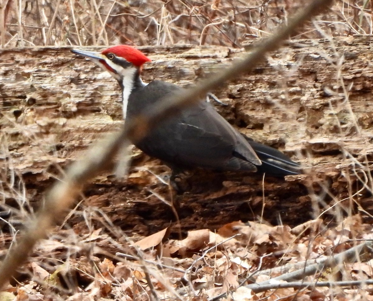 Pileated Woodpecker - ML632070390