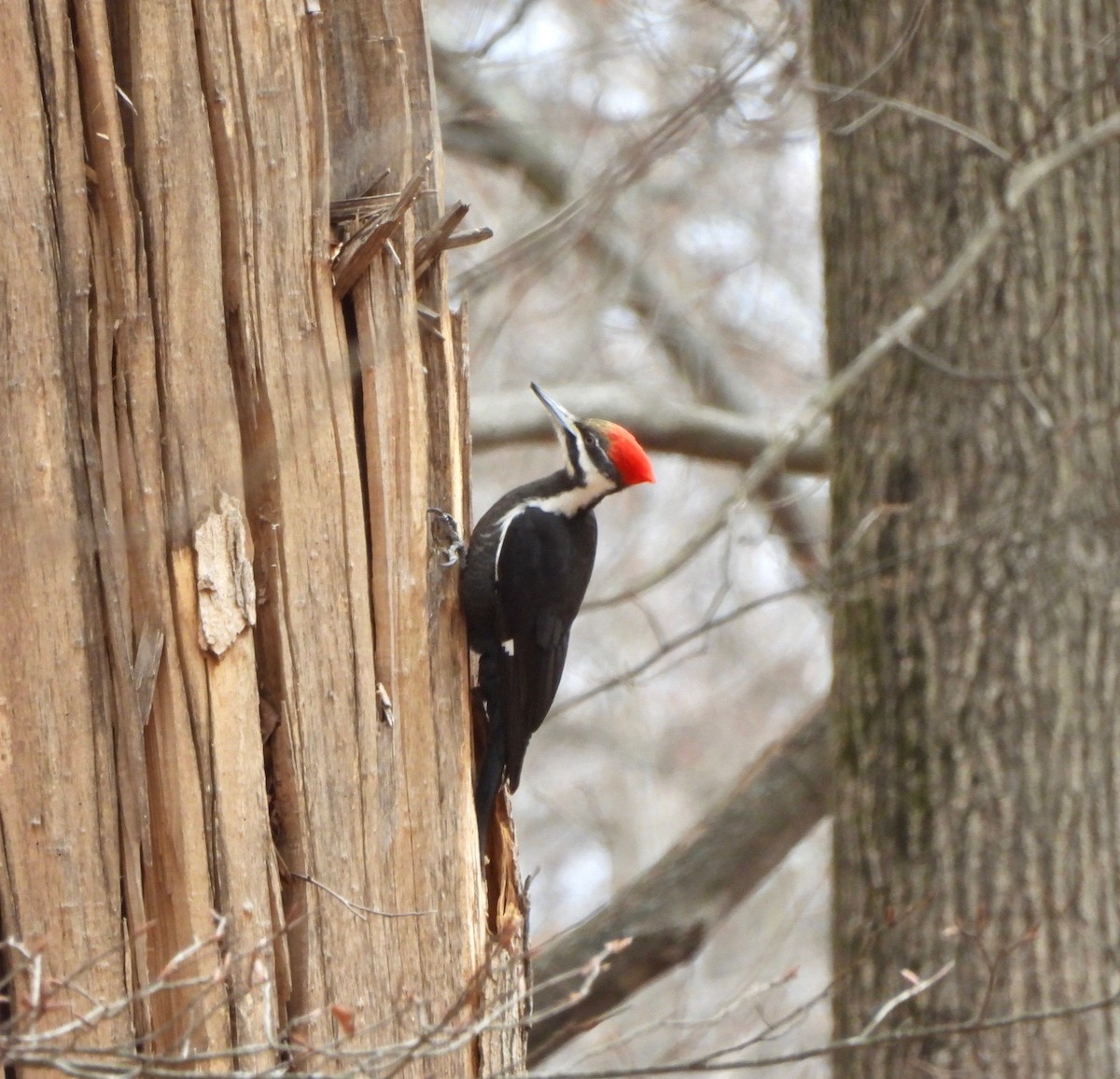 Pileated Woodpecker - ML632070391