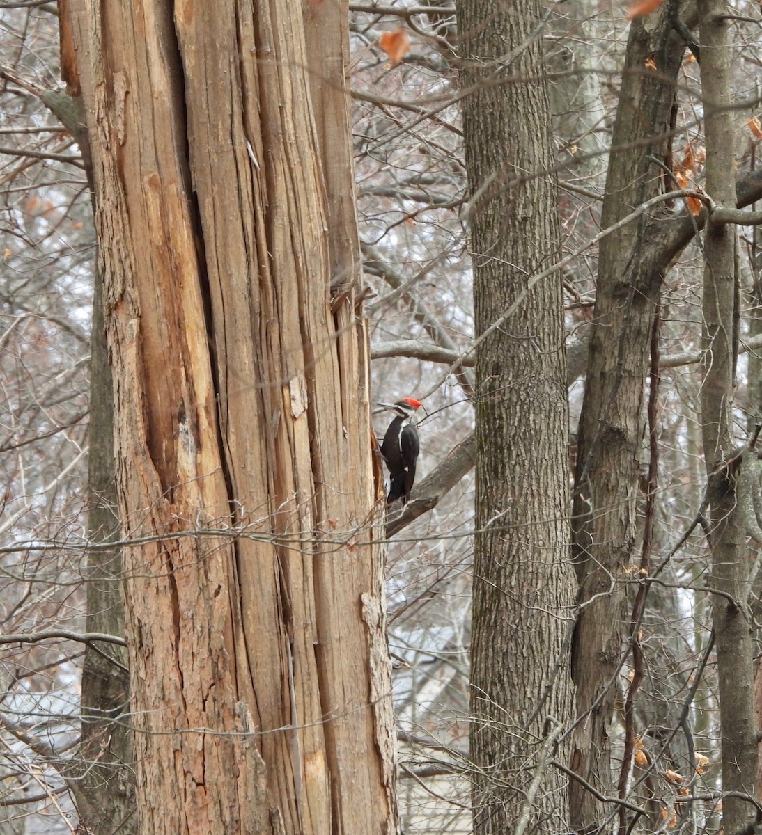 Pileated Woodpecker - ML632070392