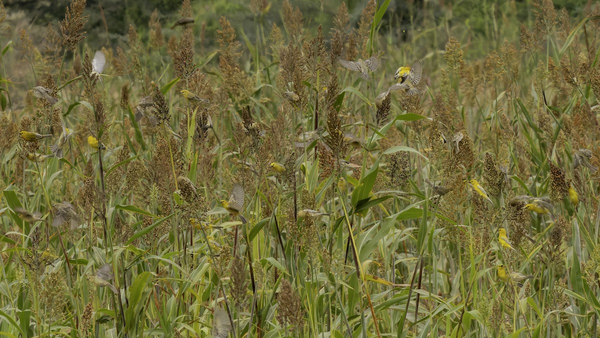 Arabian Golden Sparrow - ML632070400