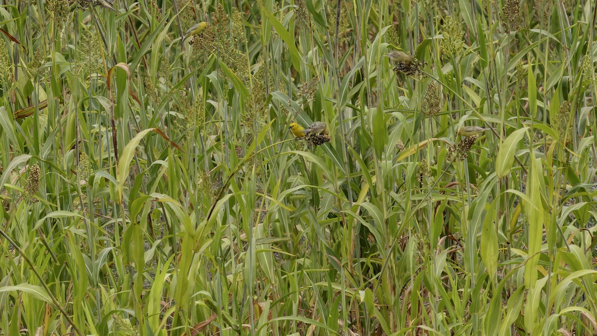 Arabian Golden Sparrow - ML632070408